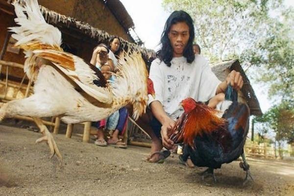 Theunitedchurchofmarion Permainan Sabung Ayam Sv388 Thailand dan Philippine