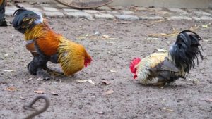 Tahukah Anda perihal Perbedaan Ayam Jalu dan Ayam Pukul